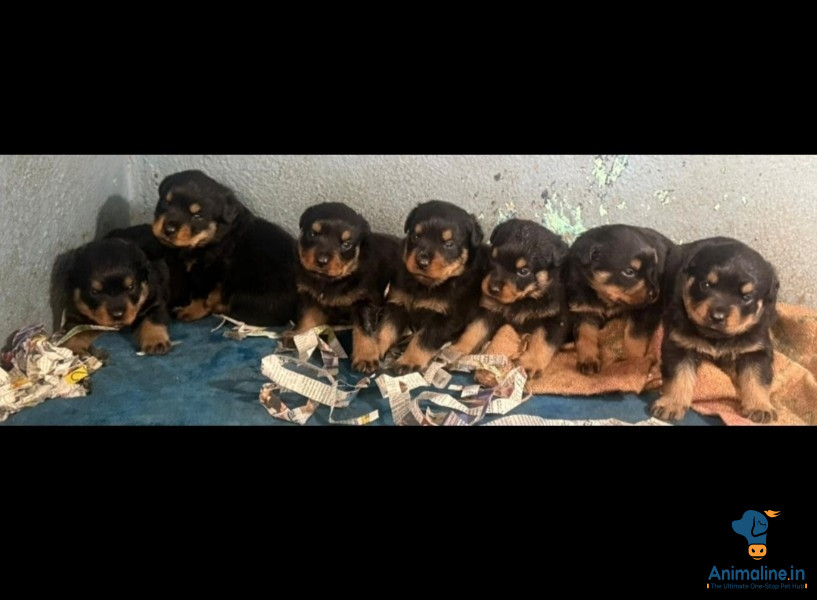 35 days old male and female puppies 