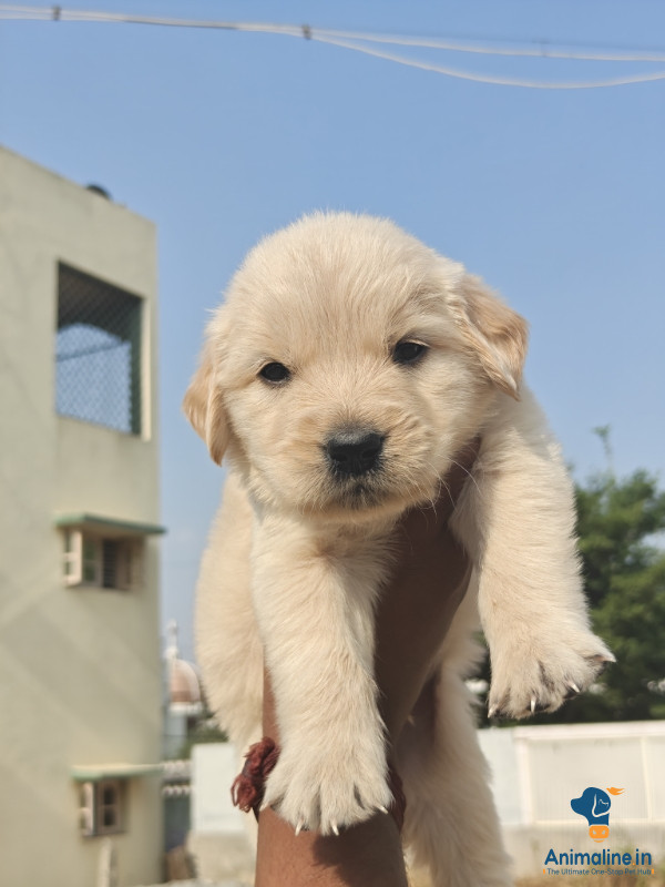 30 days golden retriever 