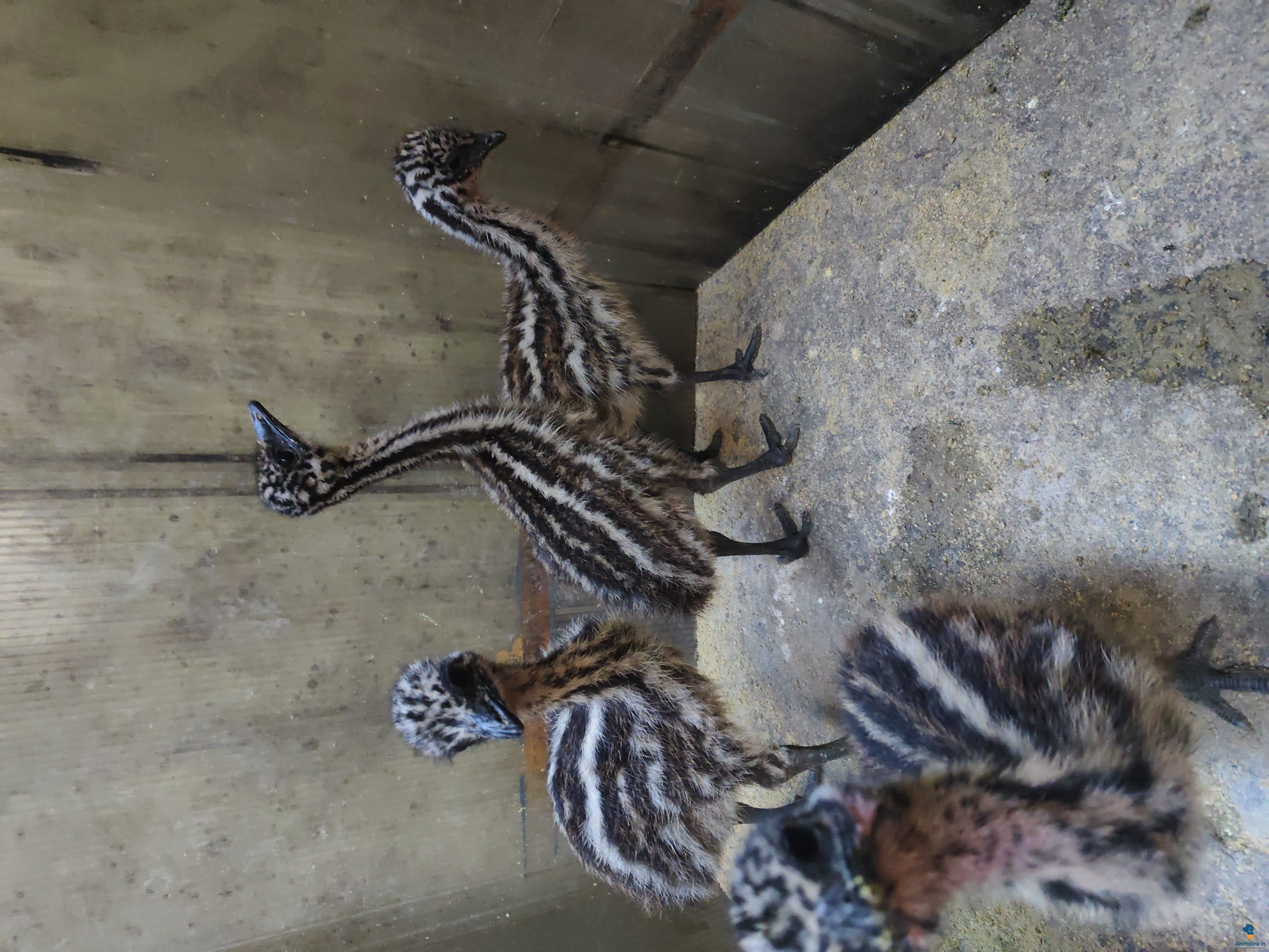 Emmu chicks male and female available 