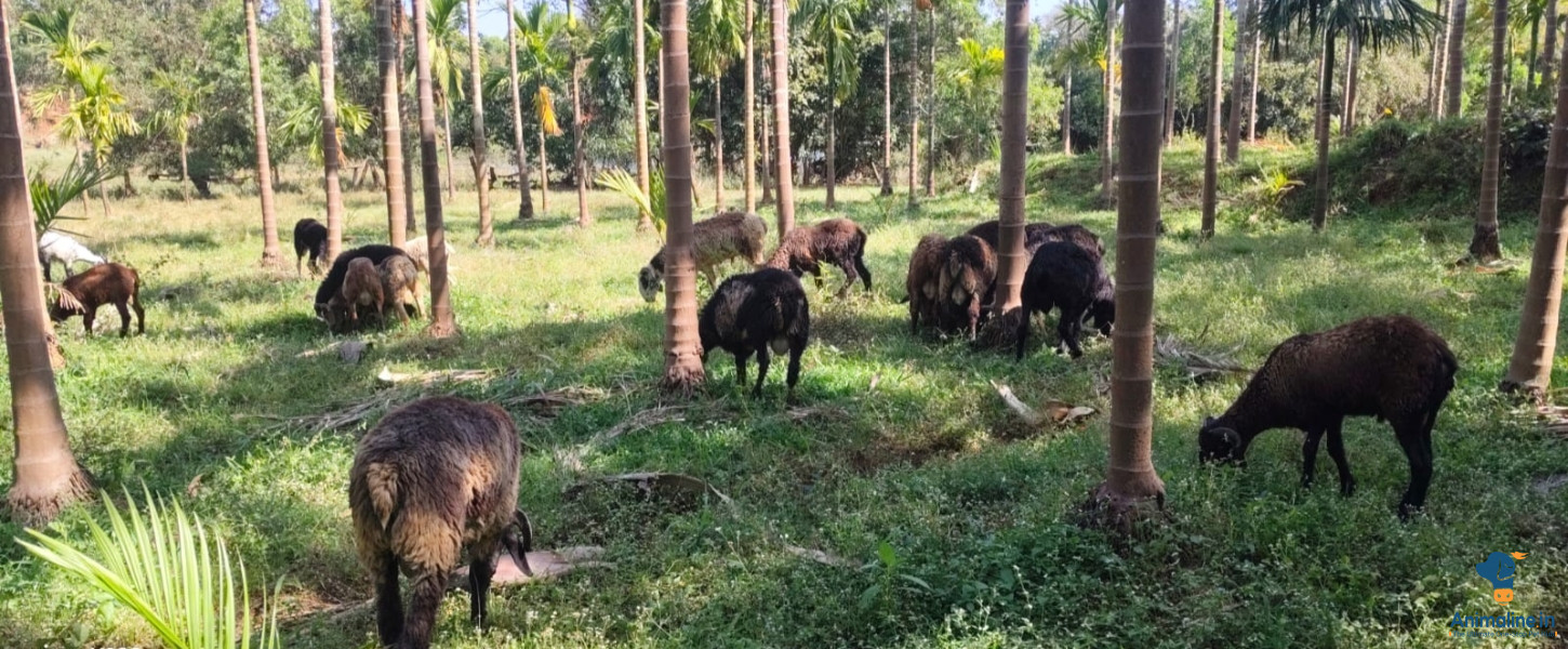 Healthy and Active Male Others for Sale
