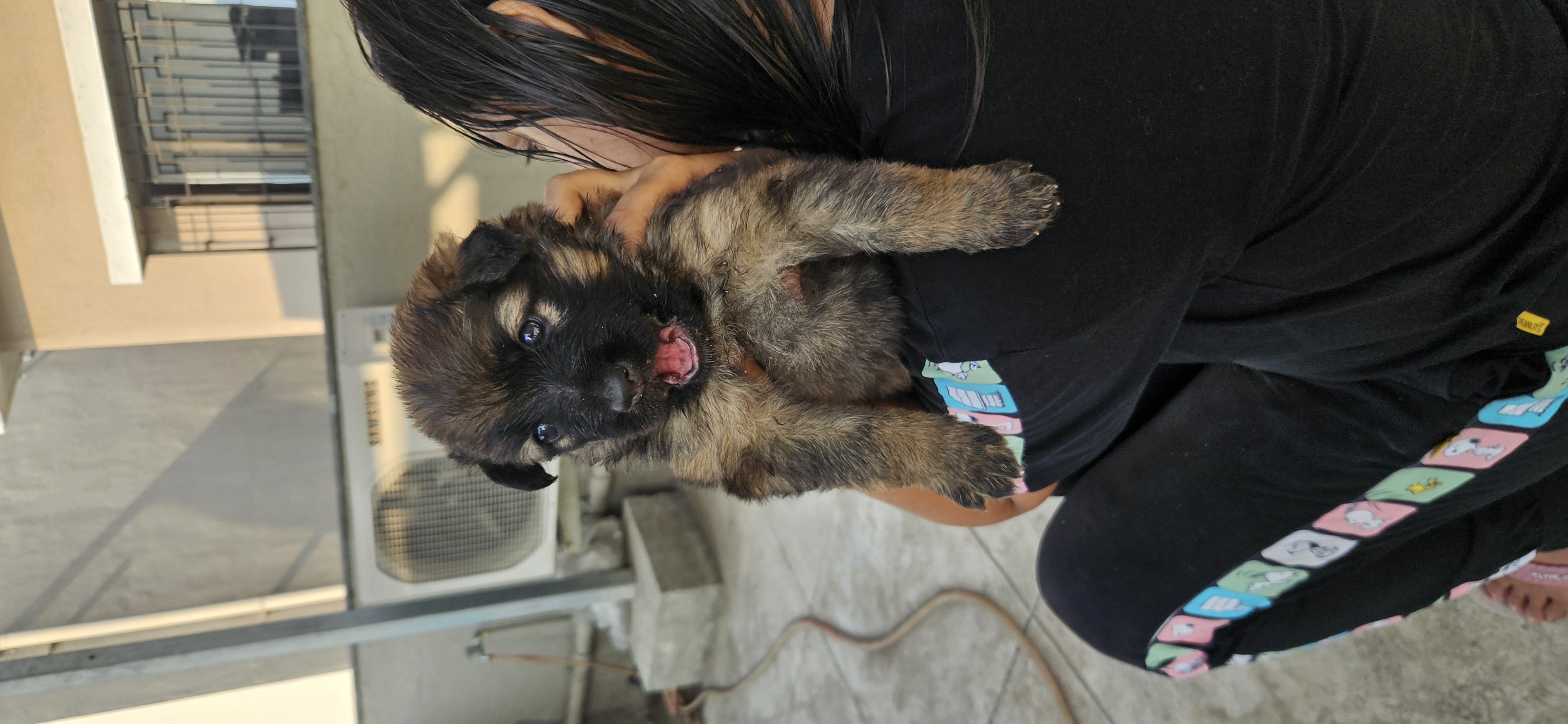 Long coat german shepherd Black puppies