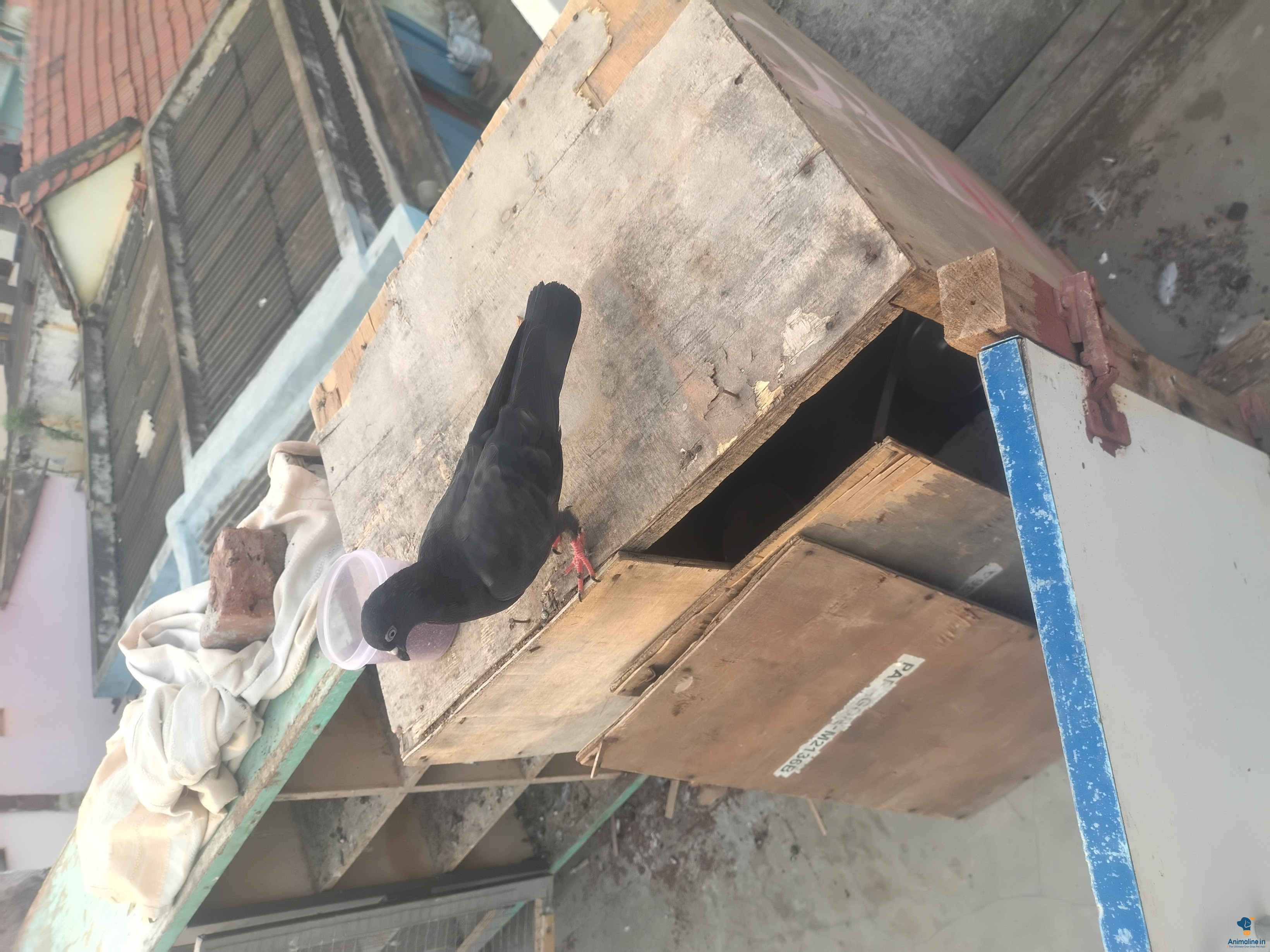 ಪ್ರೀಮಿಯಂ  Bird {}