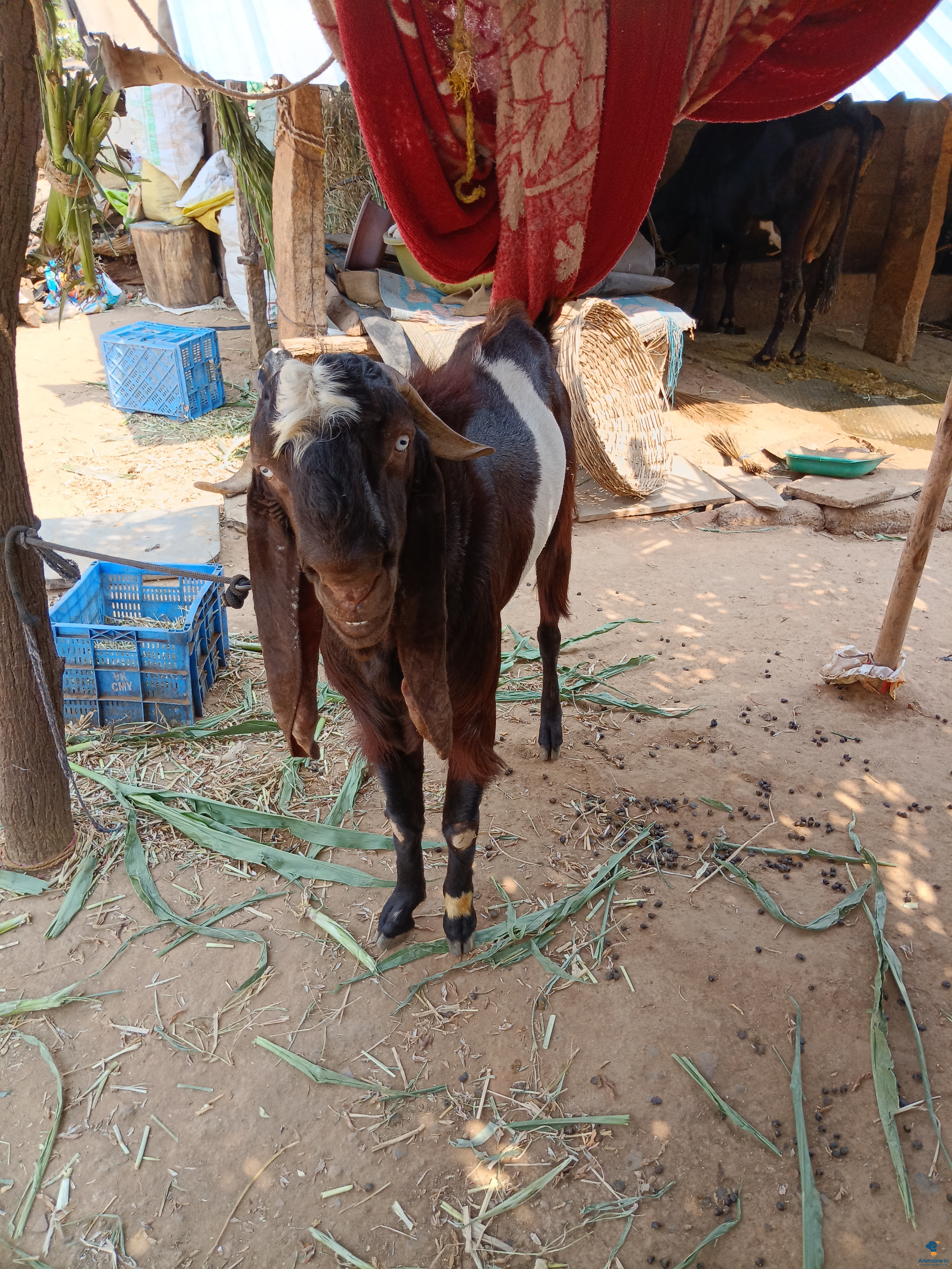 ಮಾರಾಟಕ್ಕಿದೆ ಆರೋಗ್ಯಕರ ಪುರುಷ Hyderabadi
