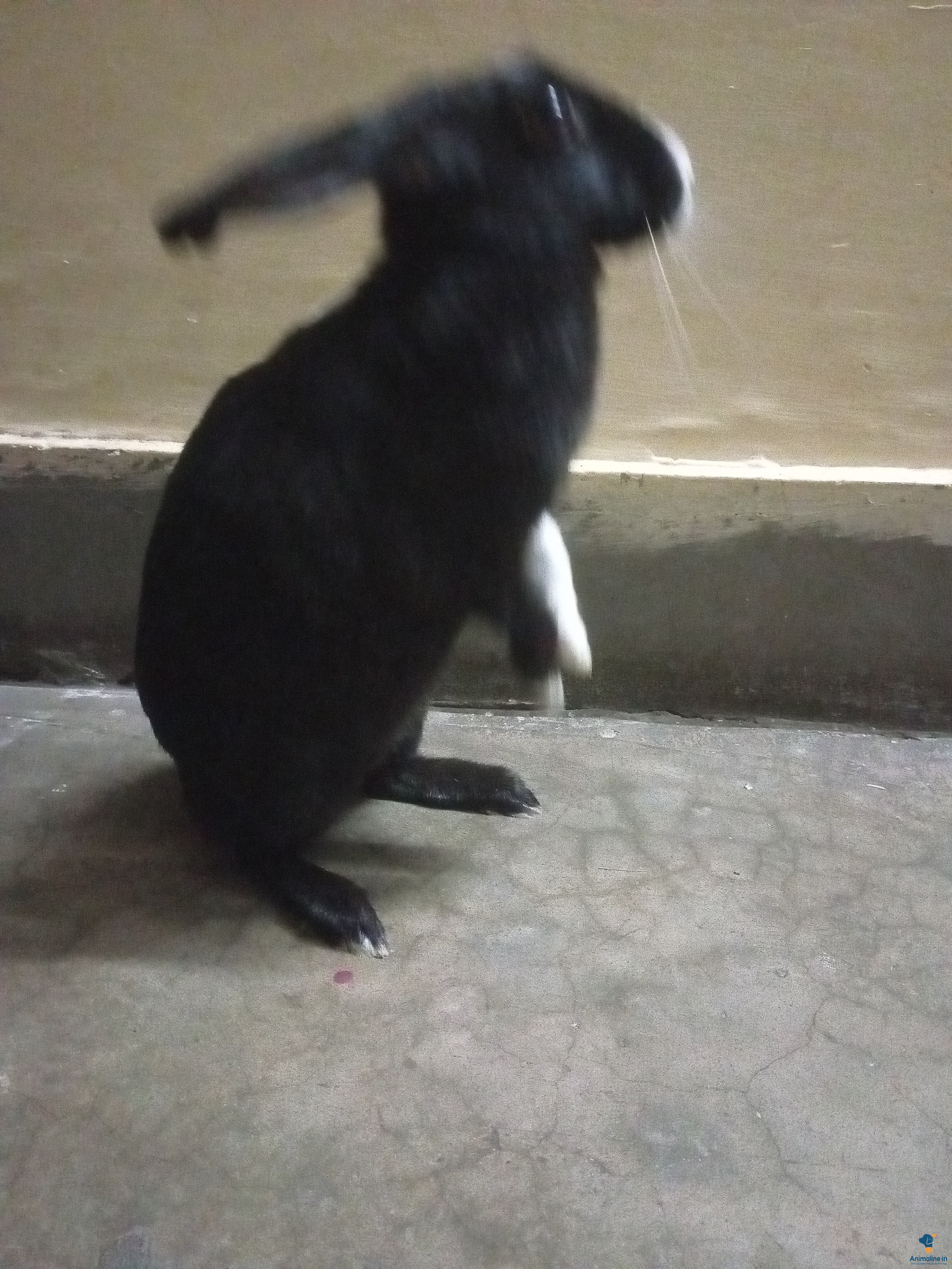 1  year old rabbit