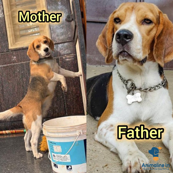 Beagle show quality puppies 