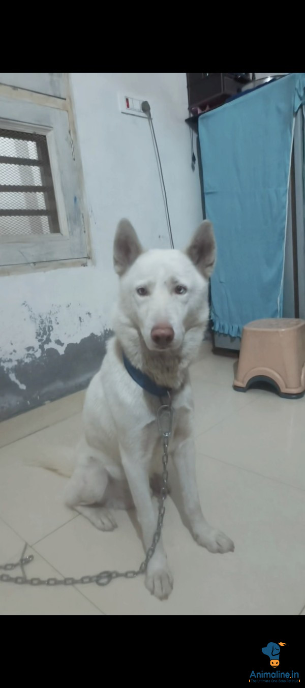 White Siberian Male Husky with brown and white eyes 