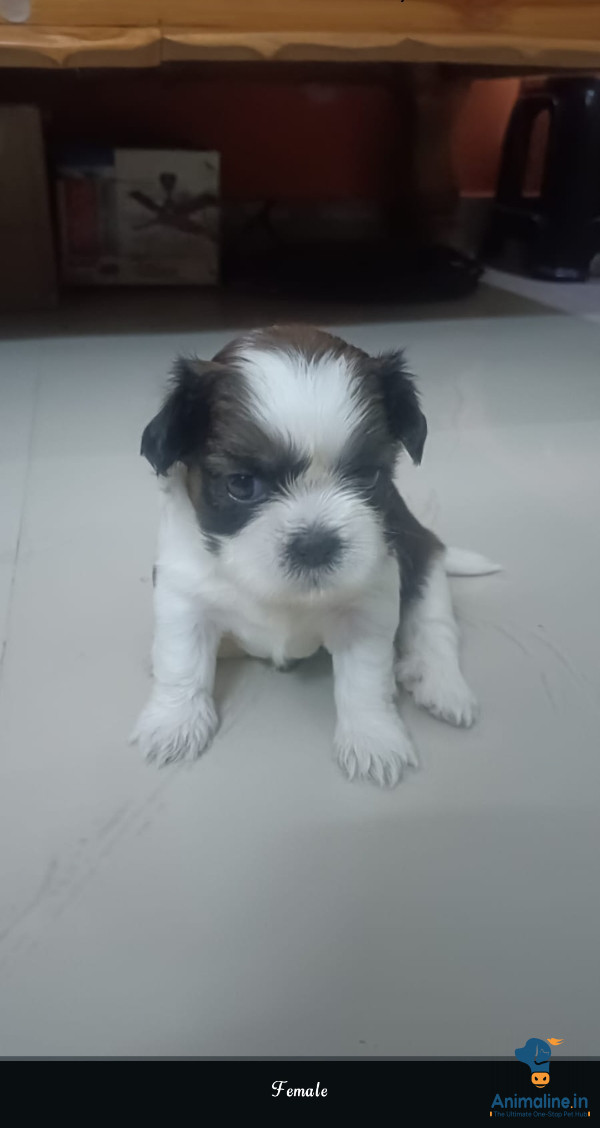 30 days old female puppy