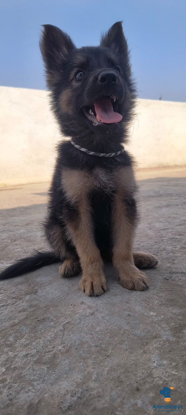 2 month female german shepherd puppy