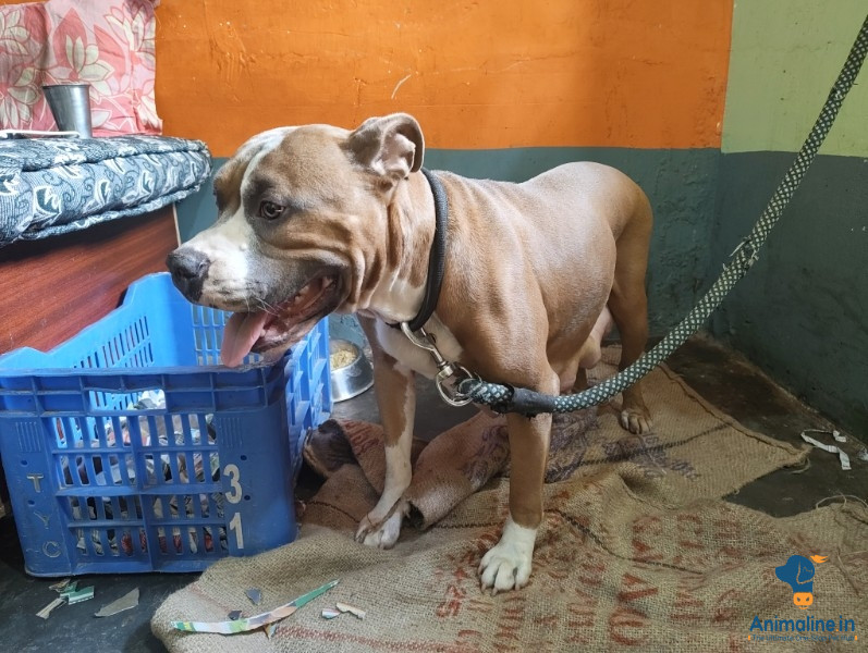 American bully 