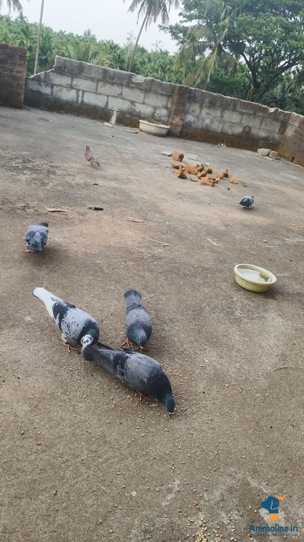 ಪ್ರೀಮಿಯಂ  Bird {}