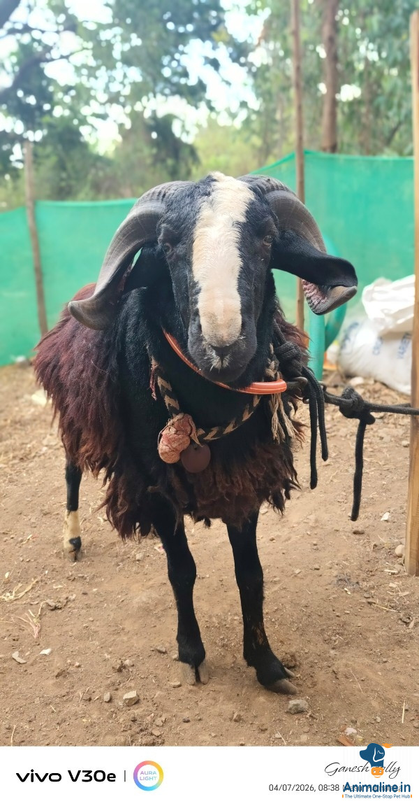 Kanna da kuri edu