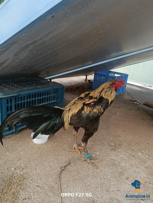 Healthy and Active Male Aseel for Sale
