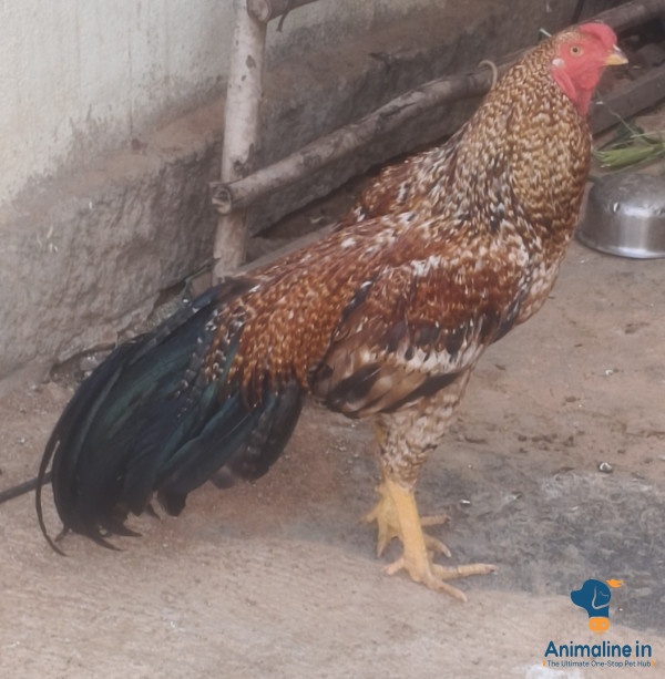 1.5 ವರ್ಷದ ಹುಂಜ 