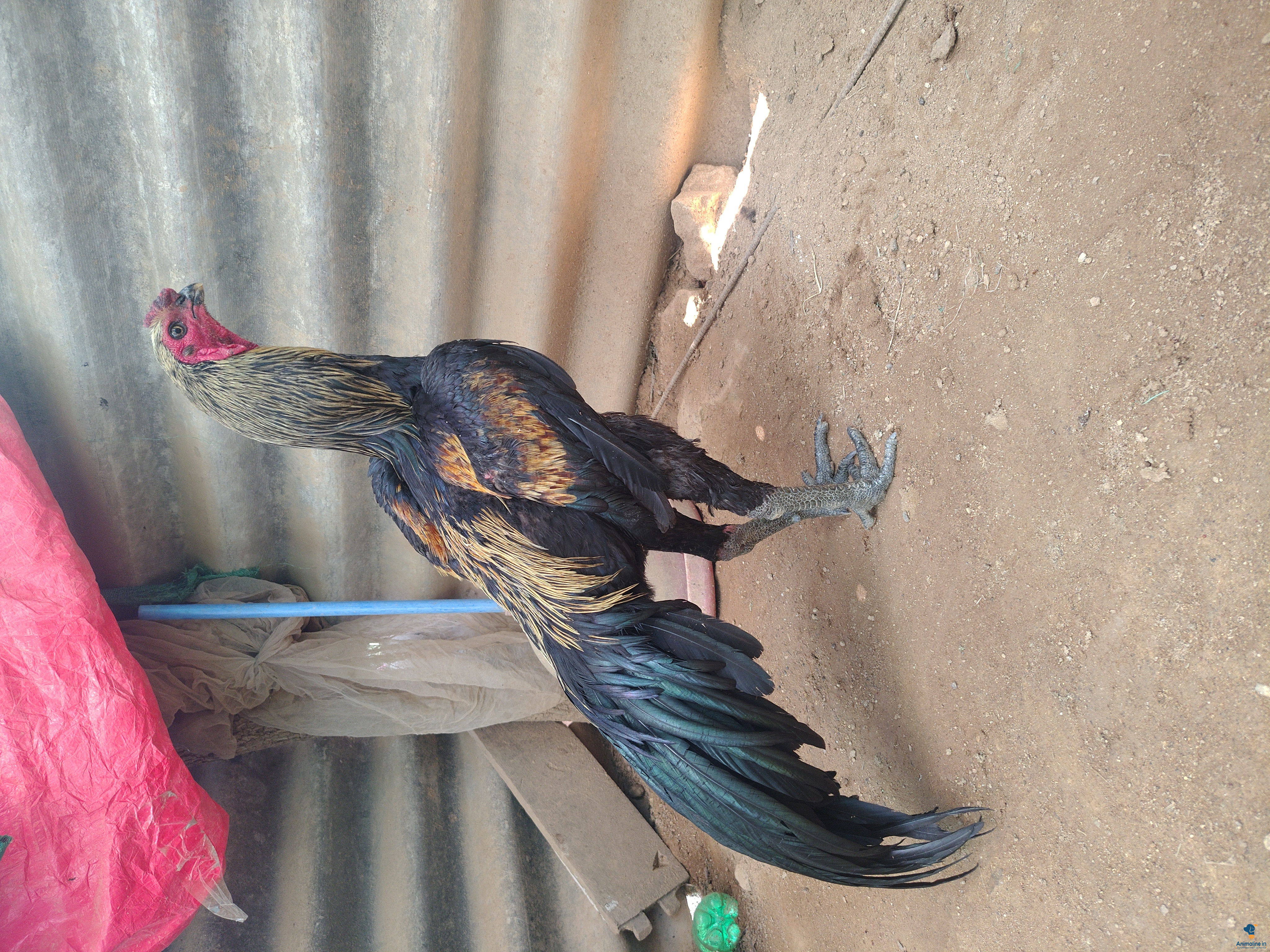 6kg linege, speedy bird