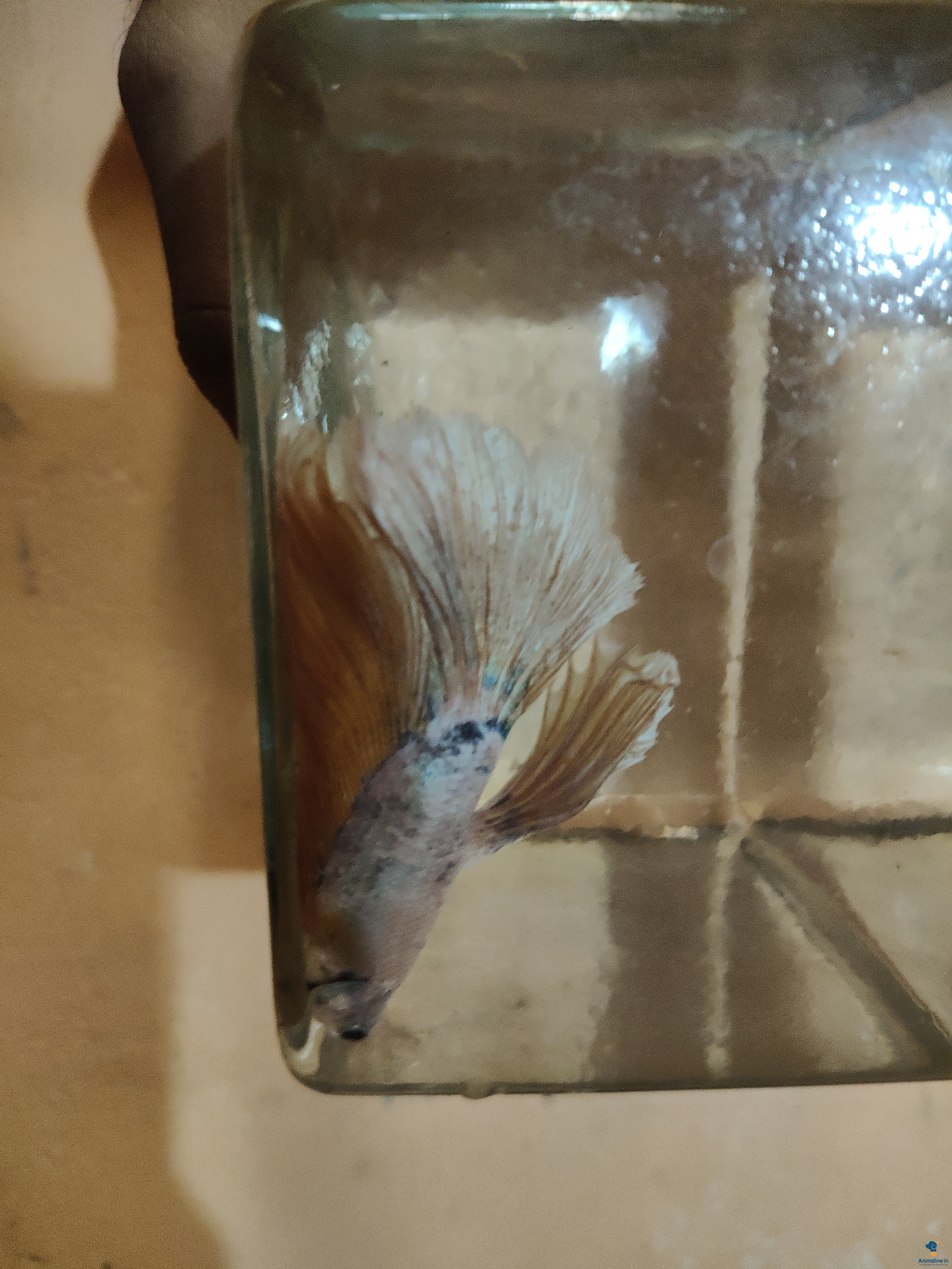 1 year old betta fish 