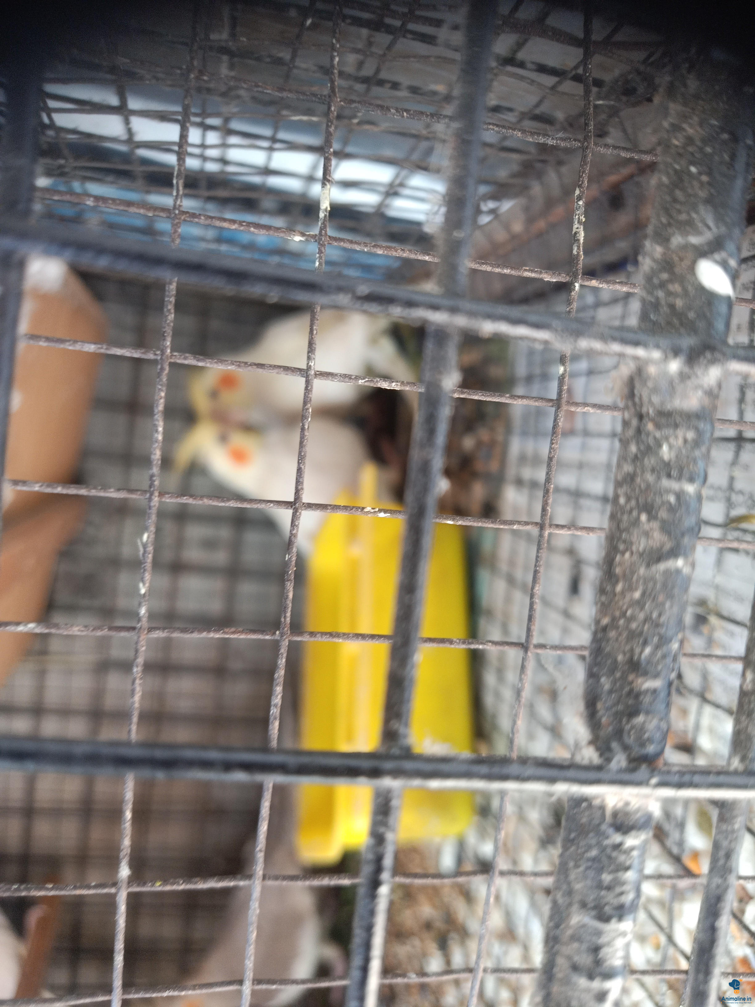 cocktail breeding pair