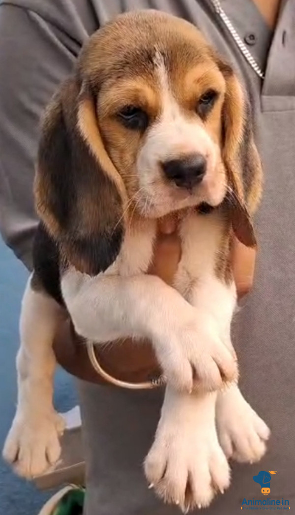 2 months old beagle female puppy 