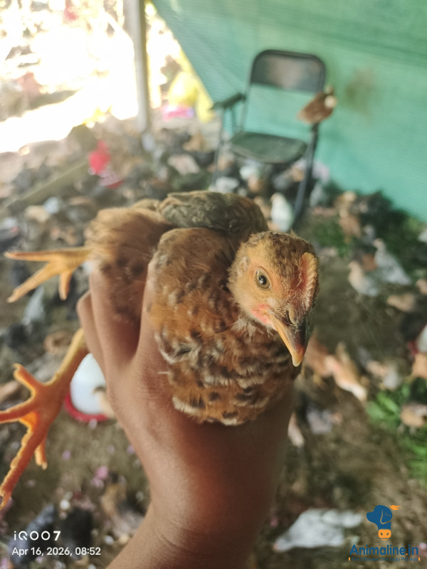 1 ತಿಂಗಳ ಕೋಳಿಗಳು