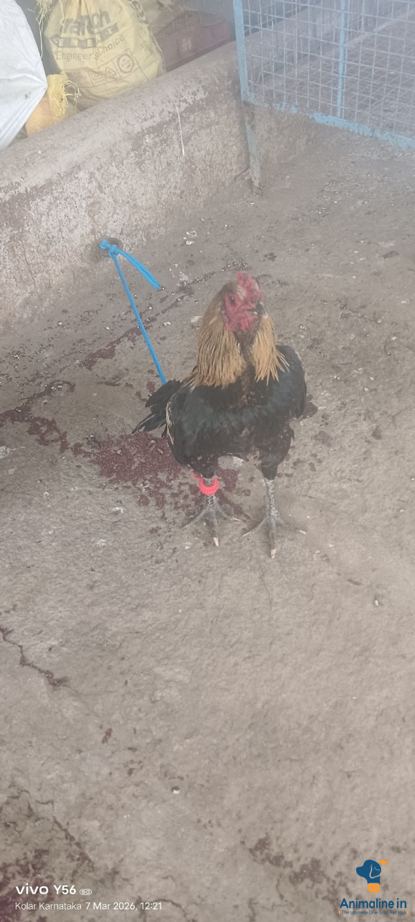 ಪೈತರ್ ಕೋಳಿ ನಾಟಿ ಕೋಳಿ ಕಾಗಿನವಿಲು 