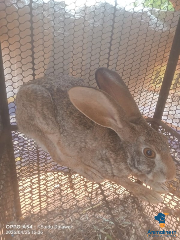 Healthy and Active Female  for Sale