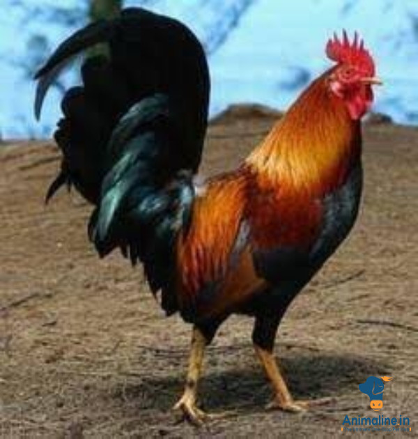 Healthy and Active Male  for Sale