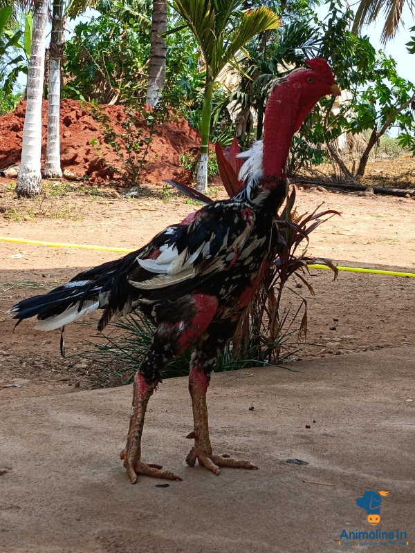 ಟಾಪ್ ಕ್ವಾಲಿಟಿ 