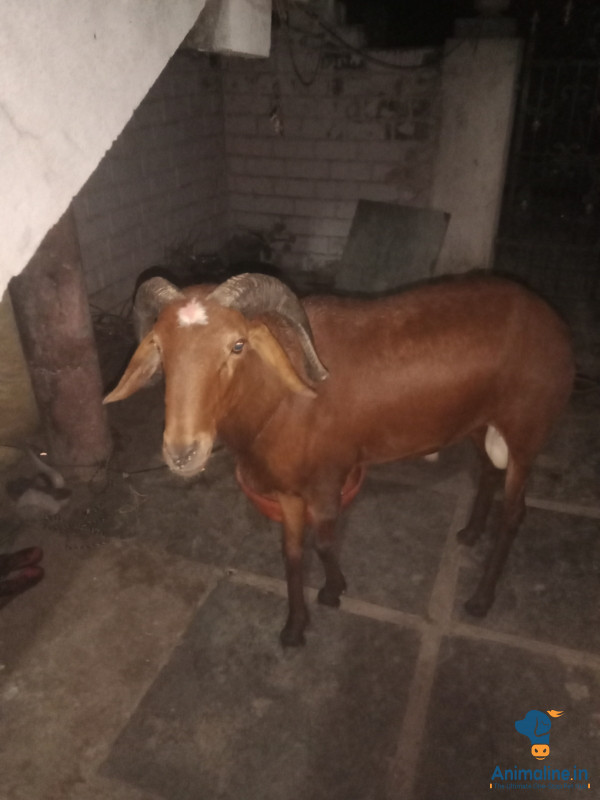 ಮೂರು ವರ್ಷದ ಟಗರು ನಾಲ್ಕು ಹಲ್ಲು