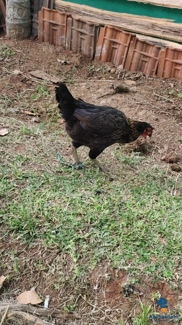 Healthy and Active Female Desi Murgi or Nati Kohli for Sale