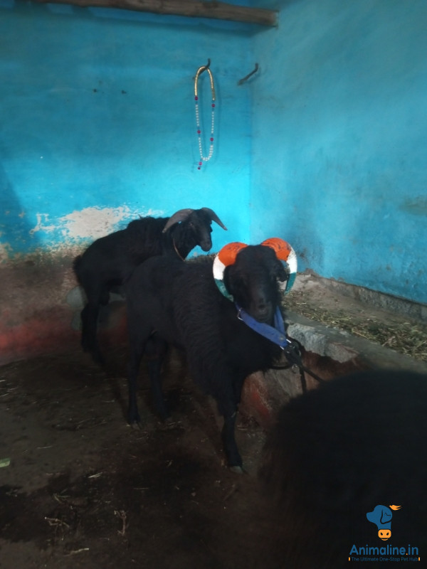 2 years fighter sheep