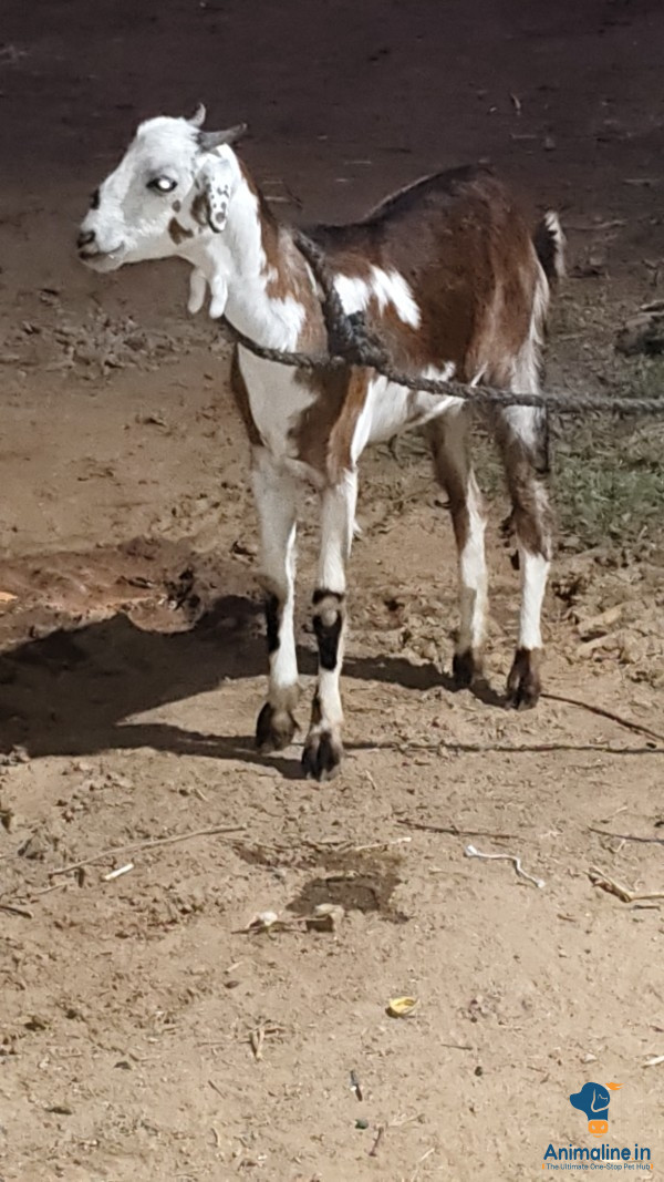 8months  female