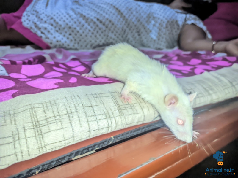 Hamster is better 