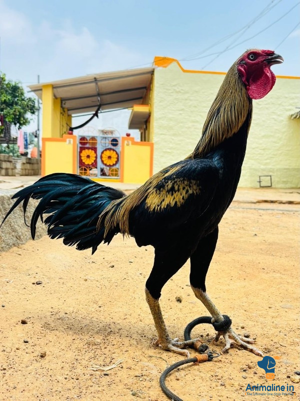 1 year aseel cock