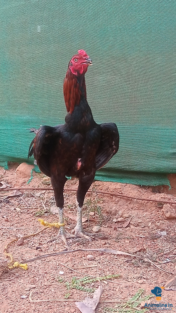 Healthy and Active Male Aseel for Sale