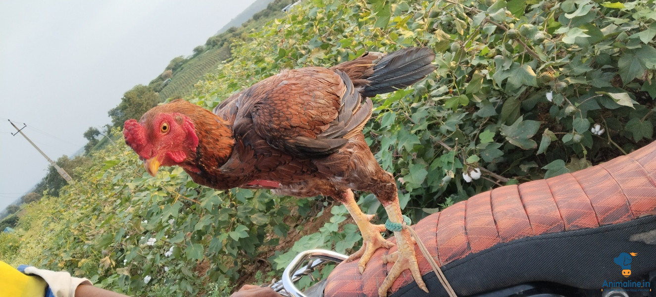 1ವರ್ಷದ ಗಂಡು hunja