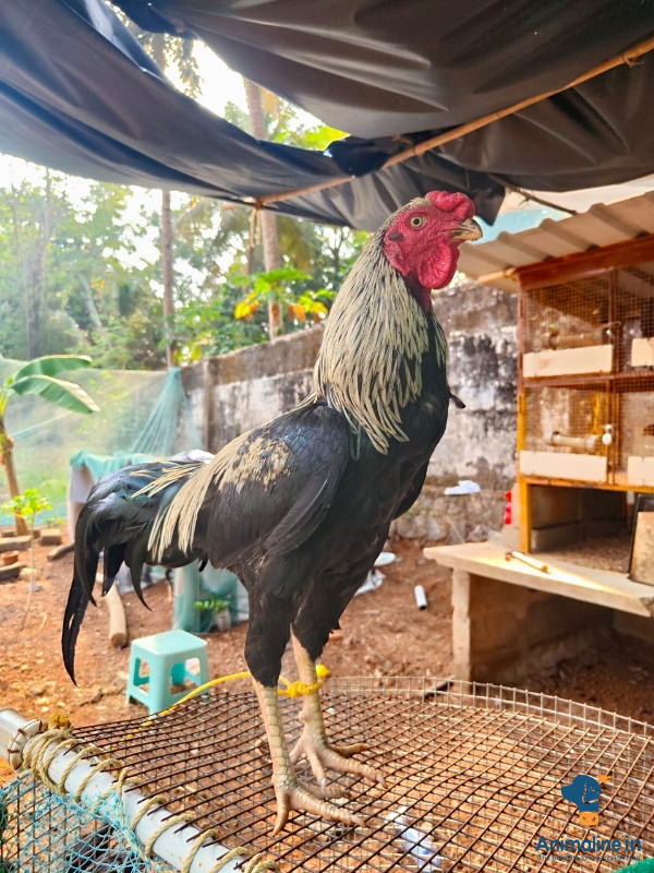 Fighter koli (rooster ) for sale