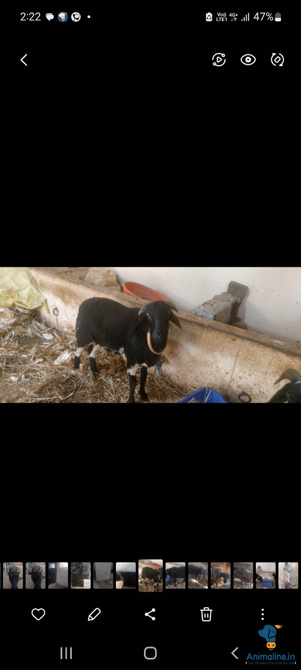 ಕುರಿ ನಾಟಿ ತಳಿಯ ಕುರಿ ಬಹಳ ಚೆನ್ನಾಗಿ ಇದೆ ಆರೋಗ್ಯ್ ವಾಗಿ ಸಹ ಇದೆ 