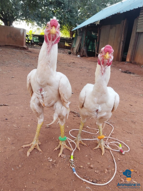 1 varsha da male