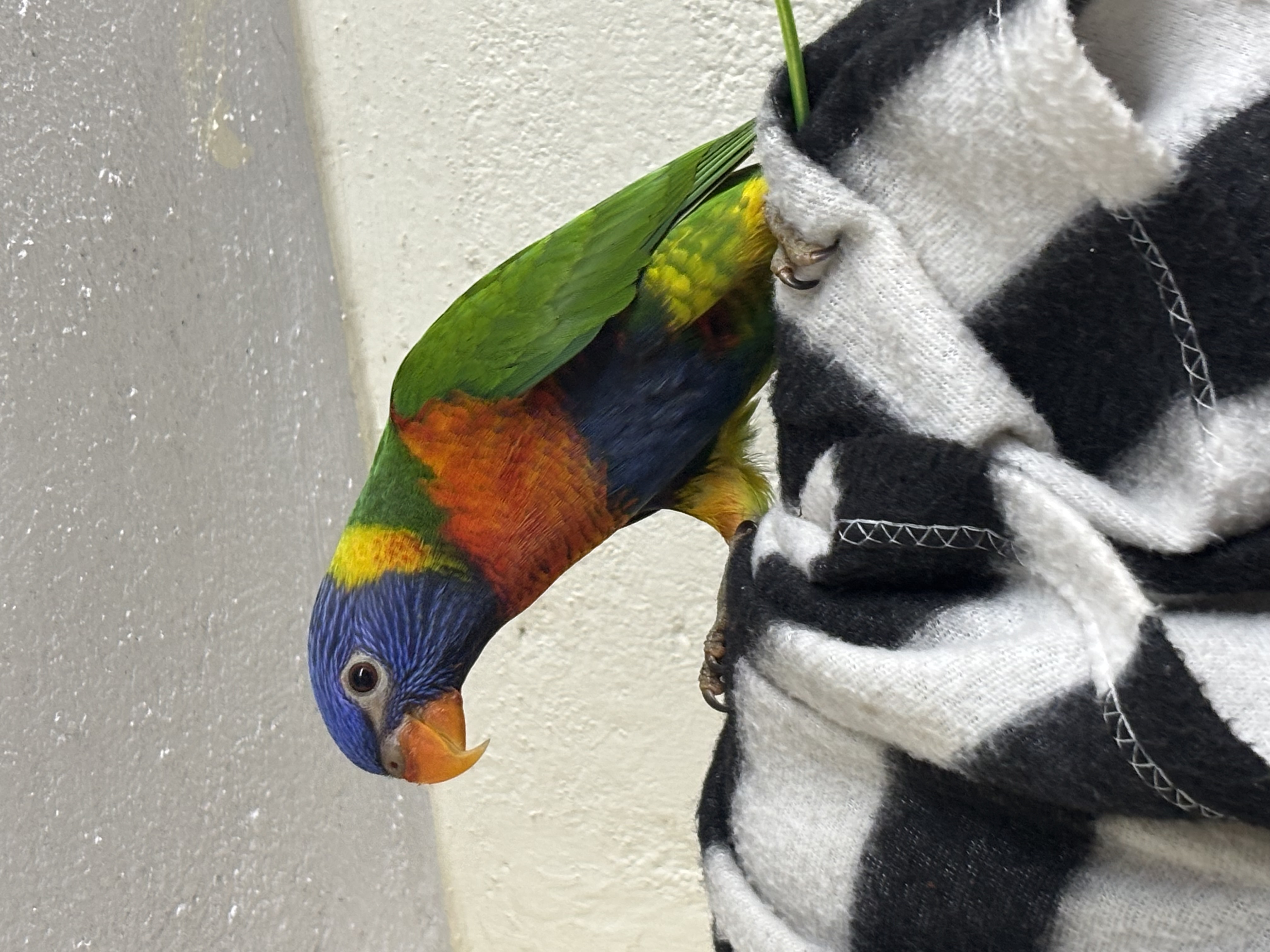 Lorikeet 