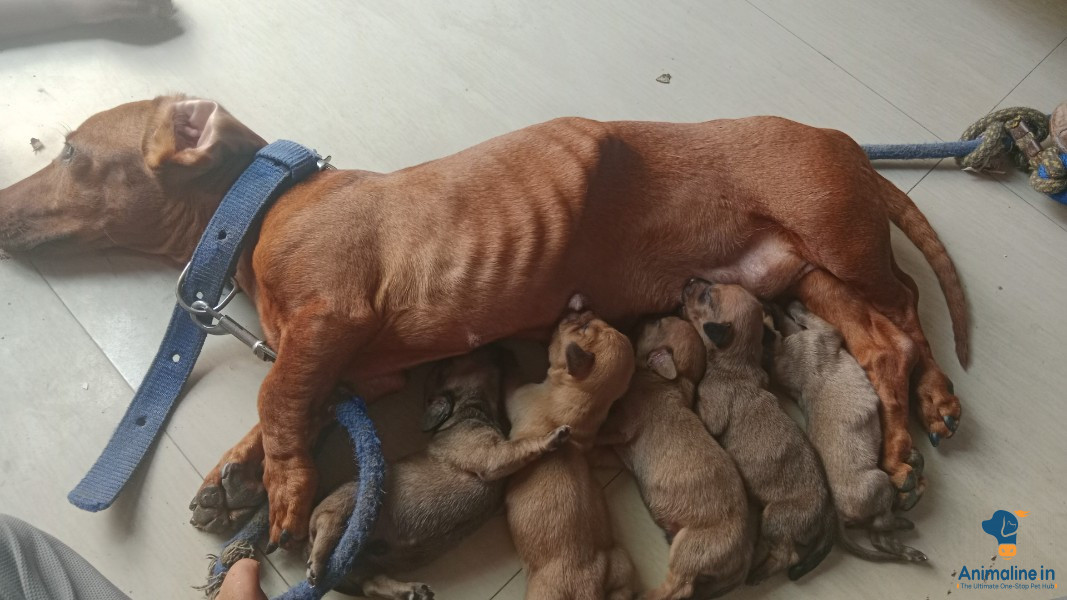 Dash and dash puppy