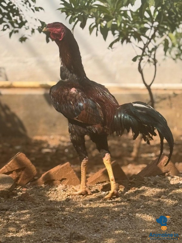 1 year old Fighter cock
