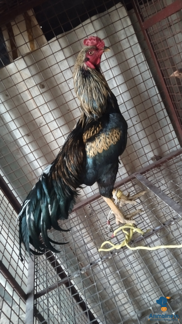 1 years old hen