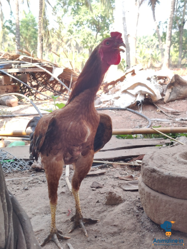 1 year old fighter roaster