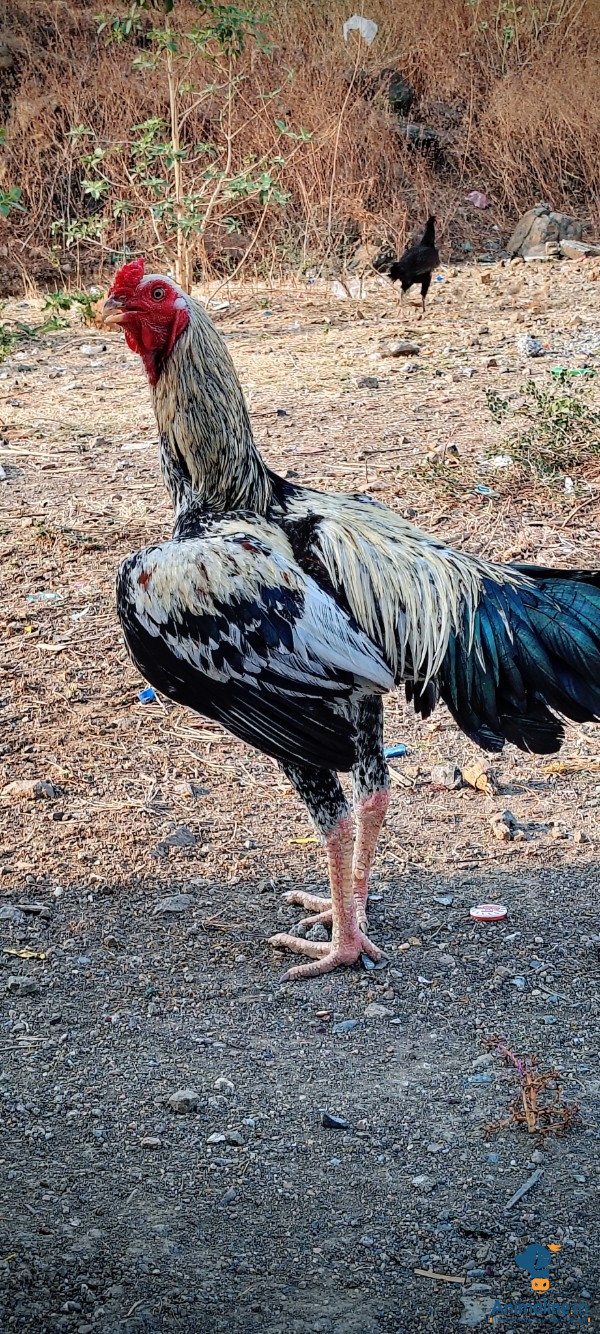 ಒಂಬತ್ತು ತಿಂಗಳು ಕತಿ ಕೋಳಿ 