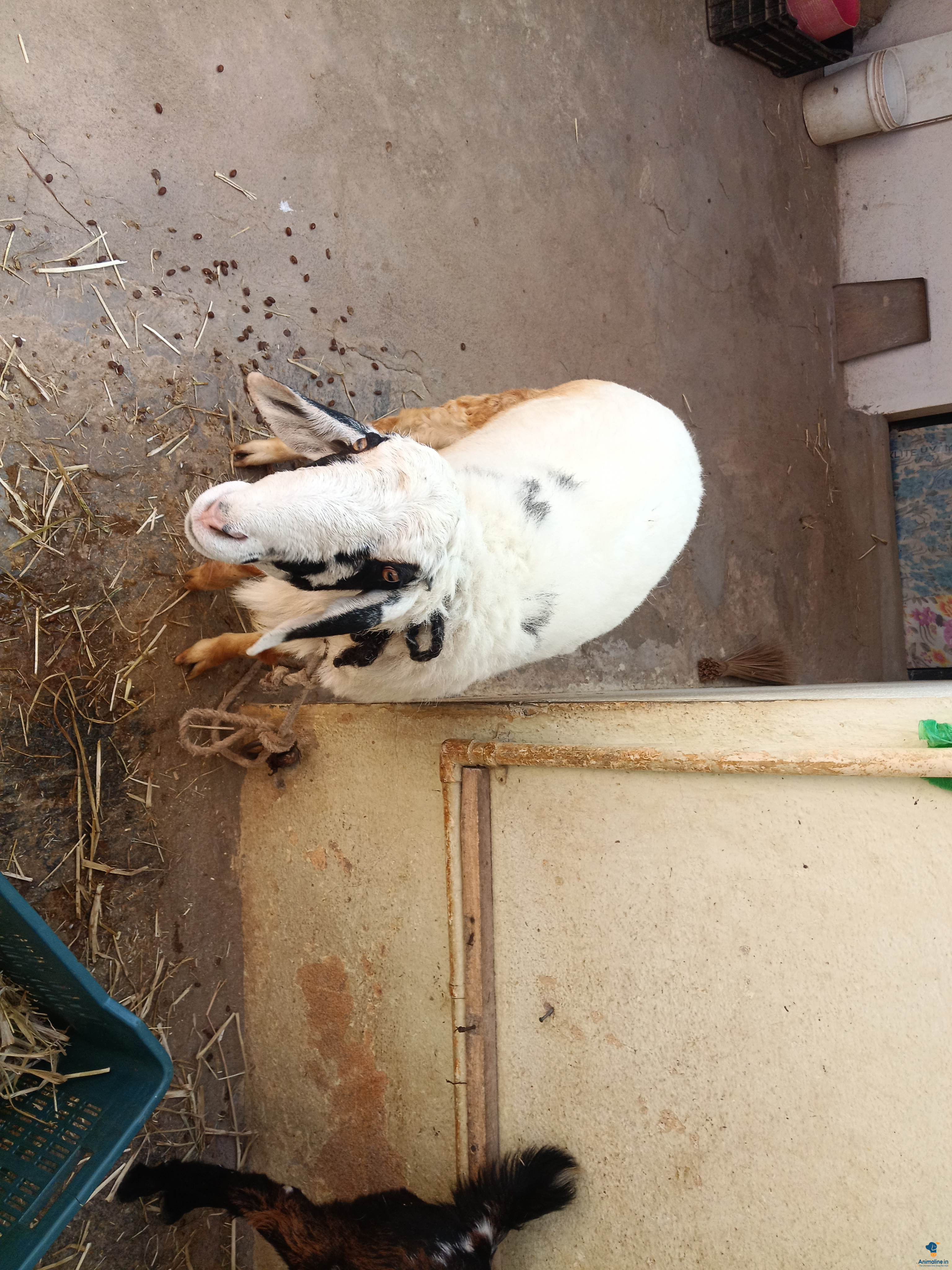 2 teeth male sheep