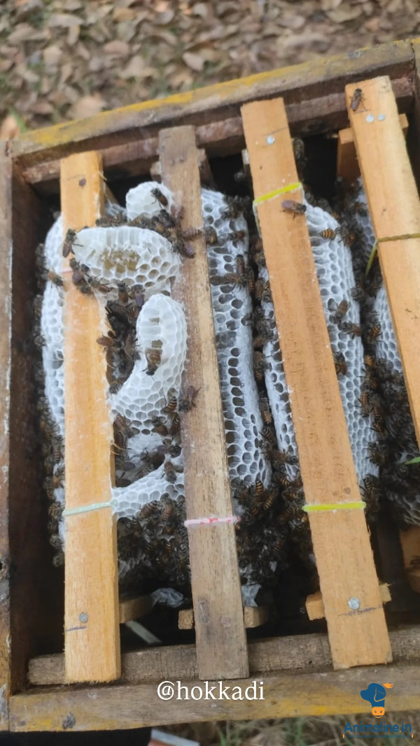 honey bees & Stingless bees with box all beekeeping equipmen
