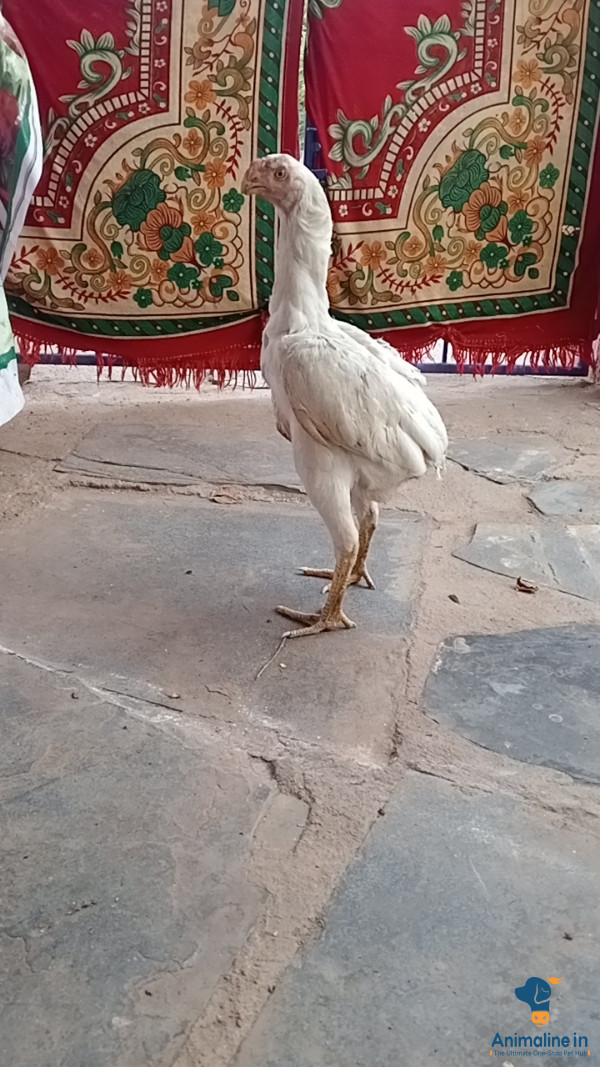 Healthy and Active Female Aseel for Sale