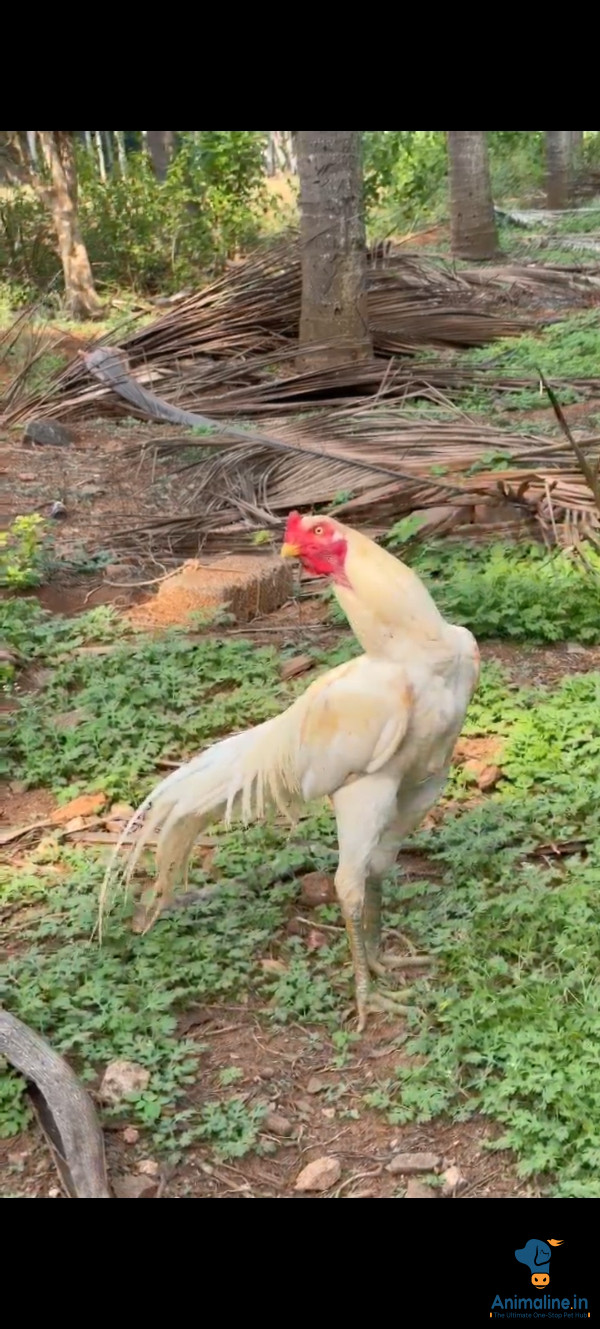 ಮಾರಾಟಕ್ಕಿದೆ ಆರೋಗ್ಯಕರ ಪುರುಷ Aseel