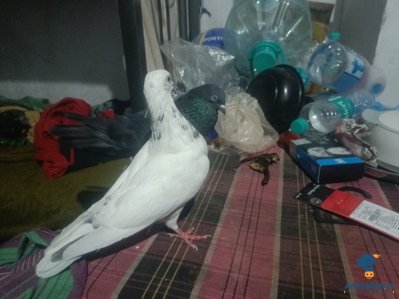 1 year adult resulted pair
