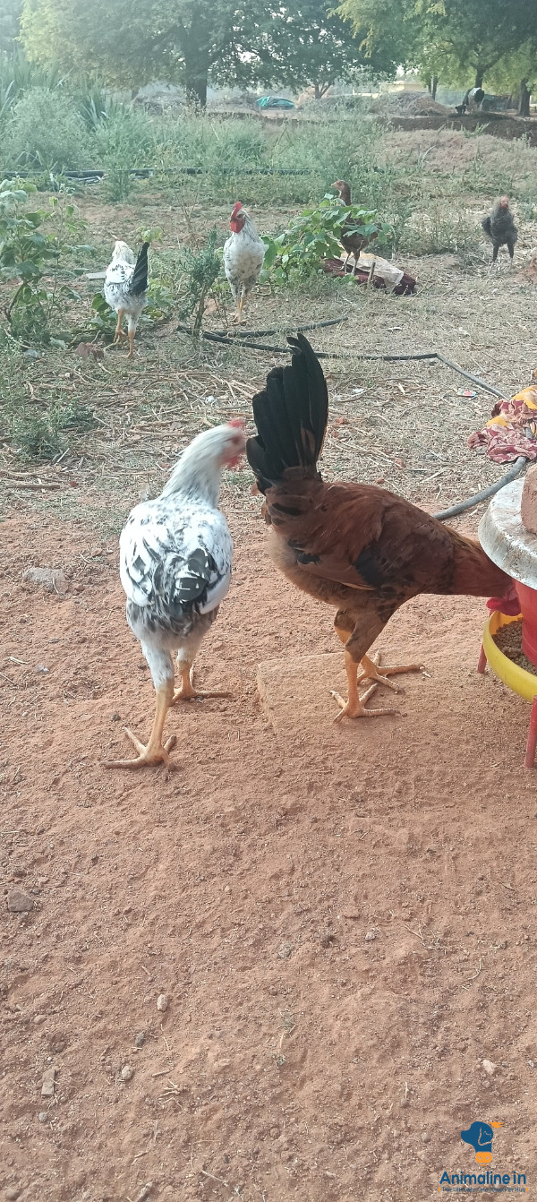 Above 6 months cutting chicks 