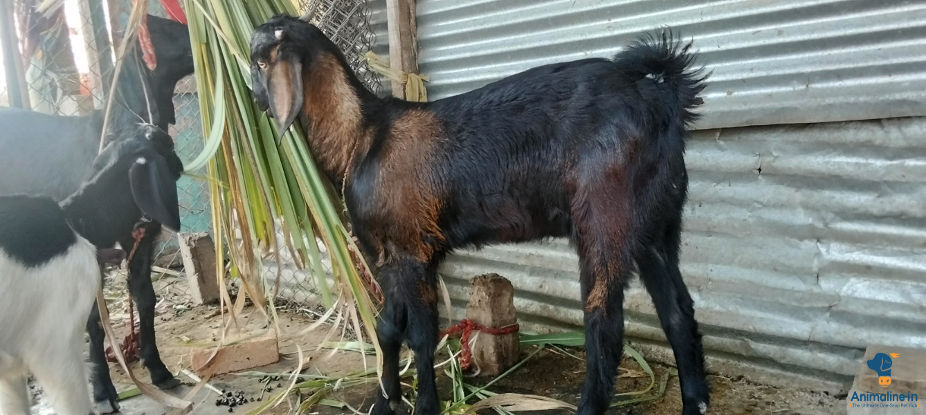 ಮಾರಾಟಕ್ಕಿದೆ ಆರೋಗ್ಯಕರ ಪುರುಷ Others